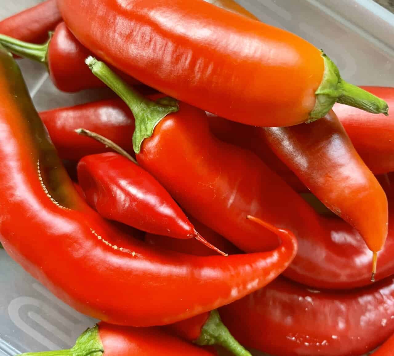 Homegrown chillis Homegrown chillis